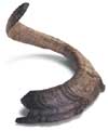 Shofar (small)